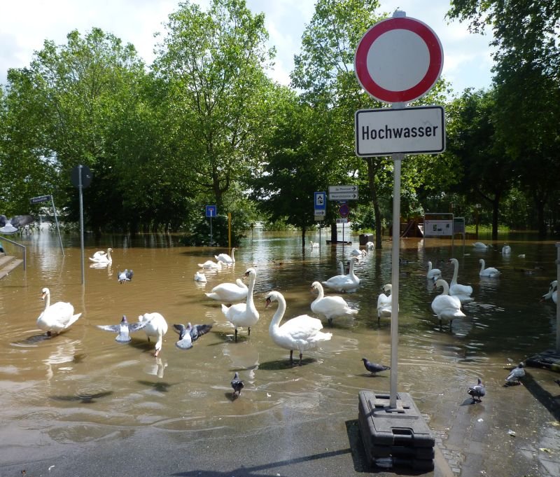 Rheinhochwasser im Mai 2013