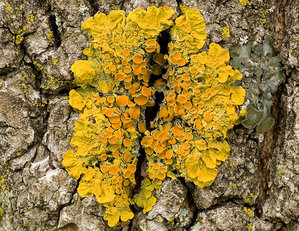 Wand-Gelbflechte (Xanthoria parietina), ein Anzeiger für Eutrophierung.