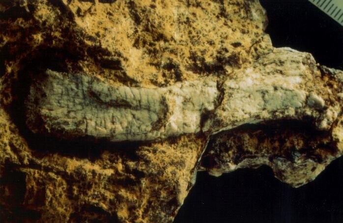 Oberschenkelknochen eines Archäosaurier-ähnlichen Reptils