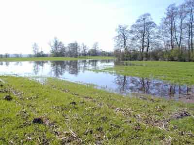 Pfungstadt, westlich des Moores; Vernässung von Ackerland und Wiese