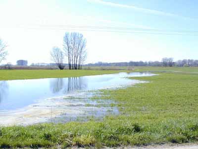 Vernässung im Hinterland bei Hochwasser des Rheins; südlich Gernsheim