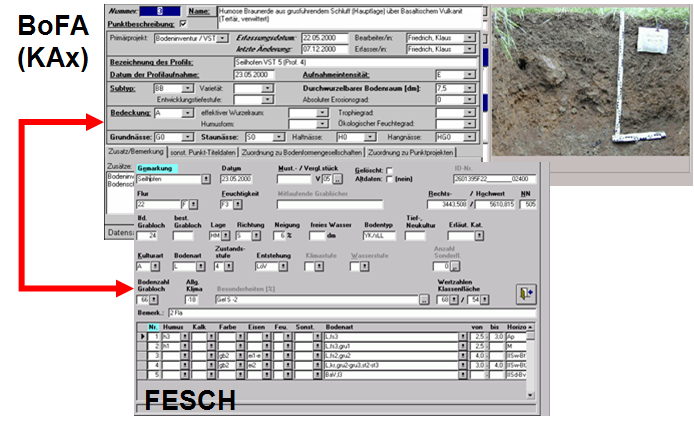 bofafesch.png