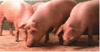 Schweine schweine.gif