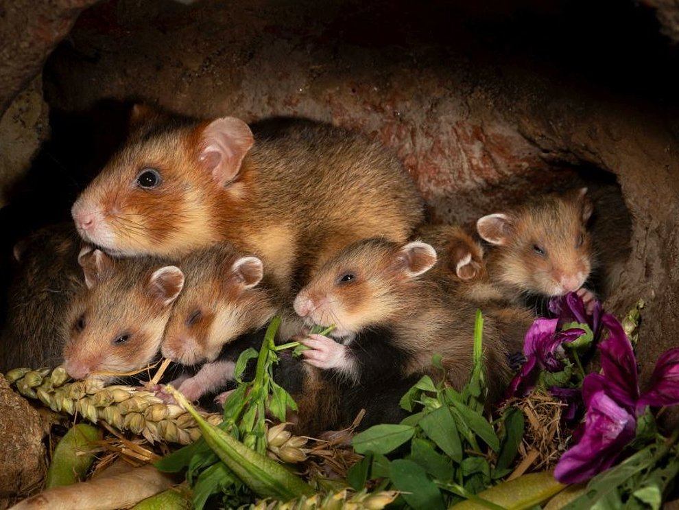 Feldhamster mit Kleinen in der Aufzuchtstation Langgöns  Feldhamster mit Kleinen in der Aufzuchtstation Langgöns