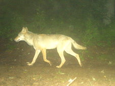 Wolfsaufnahme bei Nacht mit Wildtierkamera
