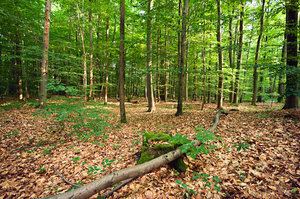 Mortalitaeten_Weber_Wald_Hofheim_02_17205920120530_.jpg