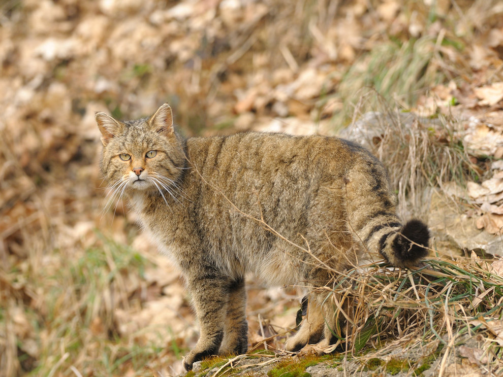 Wildkatze (Felis s. silvestris)  Wildkatze (Felis s. silvestris)