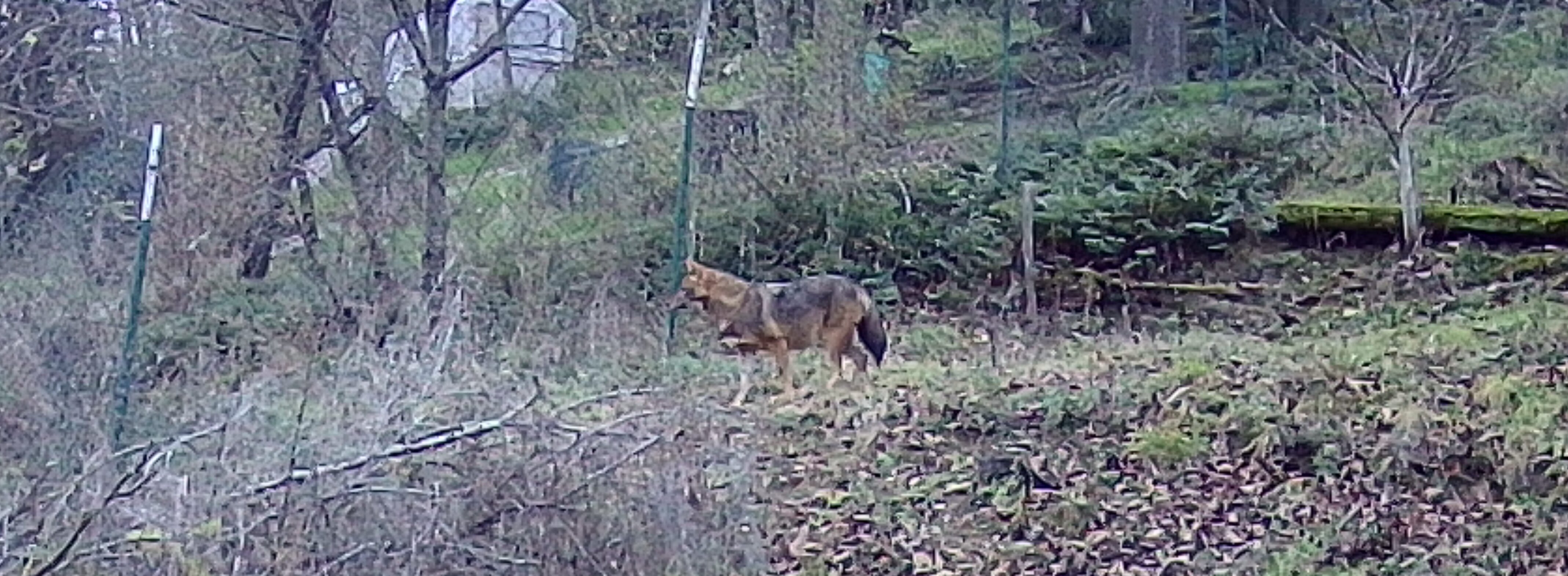 Fotofallenbild Goldschakal Fotofallenbild Goldschakal