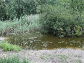 Tümpel mit Wasserpflanzen und Verlandungszone