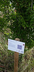 Foto der Informationstafel zur Hainbuche auf dem Klimabaumpfad