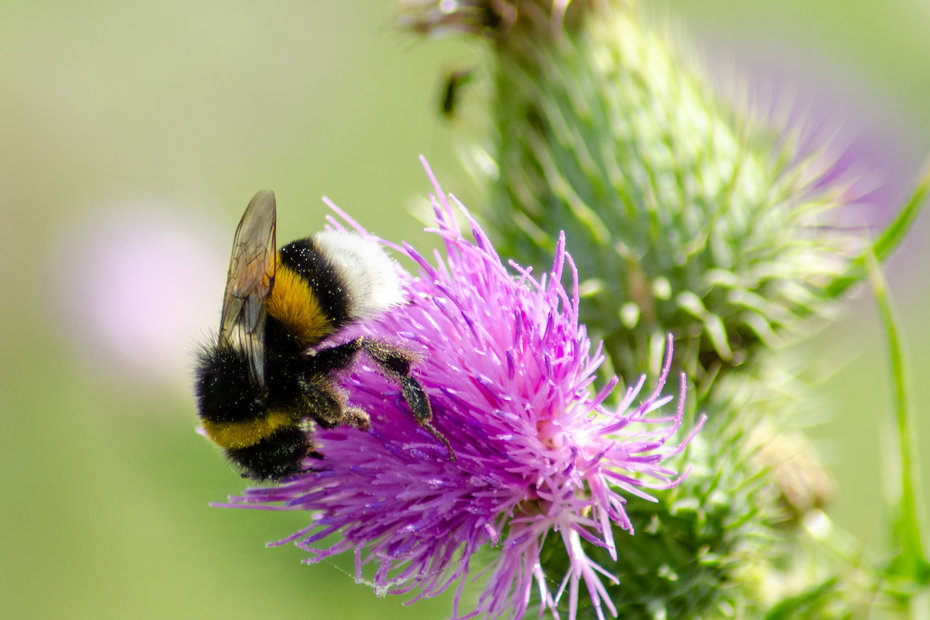 Hummel auf Blüte