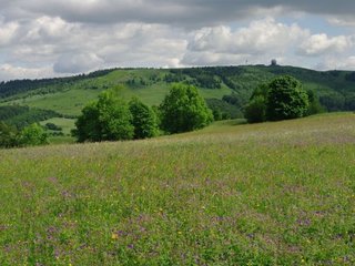 Blütenreiche Berg-Mähwiese und Blick zur Wasserkuppe/Hohe Rhön