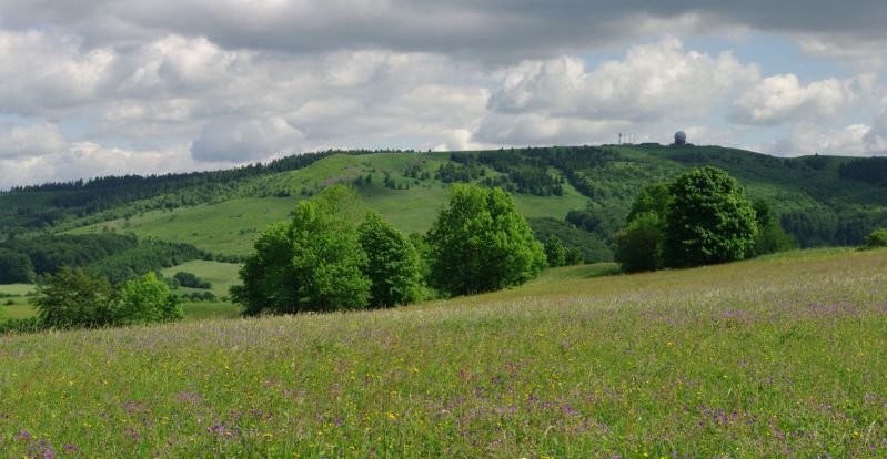 Blick über eine bunt blühende Berg-Mähwiese zur Wasserkuppe