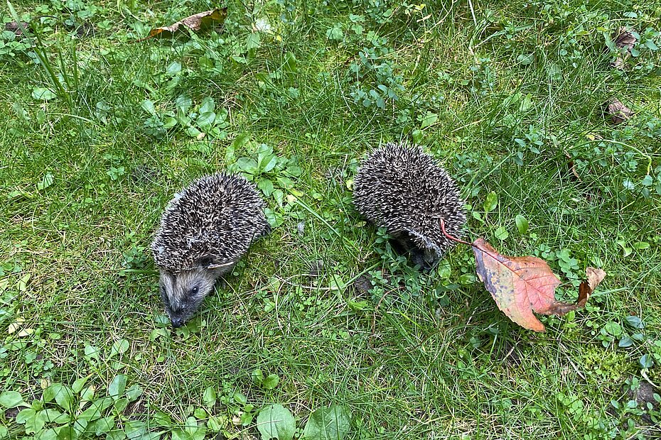 Zwei Igel auf einer Wiese