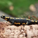 Artenschutzprojekt für die Populationen des Feuersalamanders in Hessen