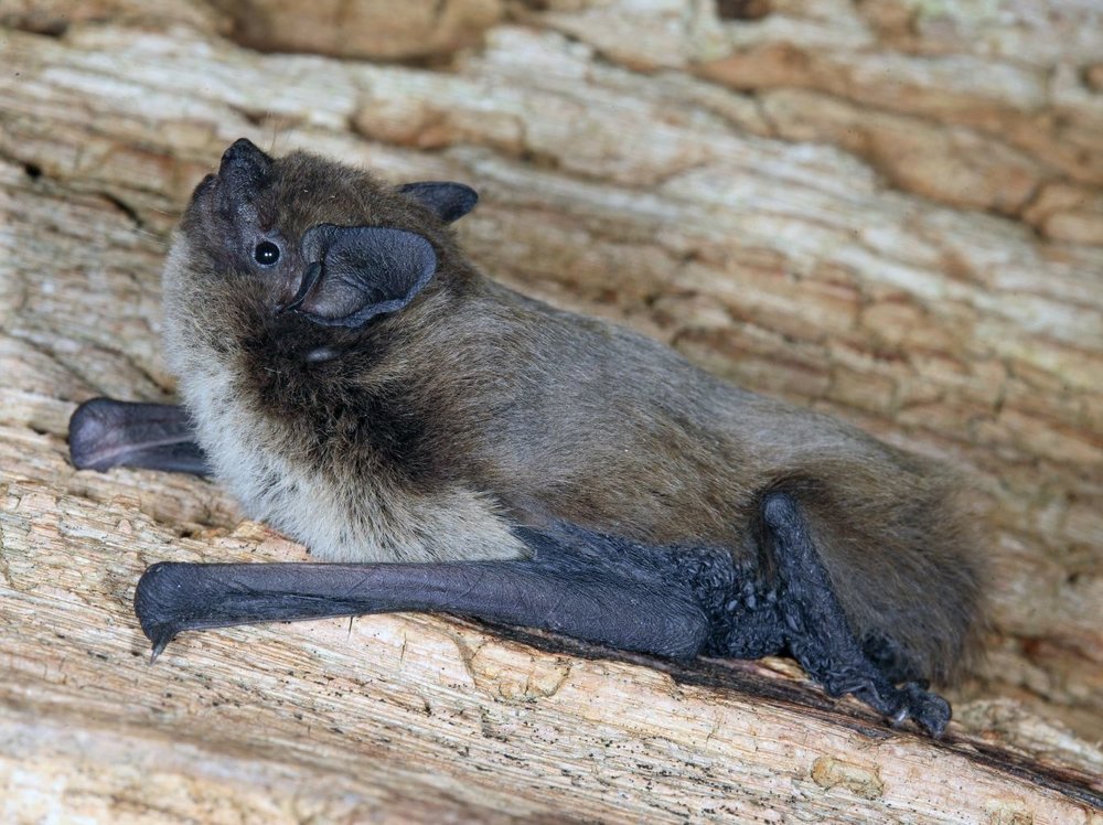 Rauhautfledermaus_Pipistrellus_nathusii_Klaus_Bogon.jpg