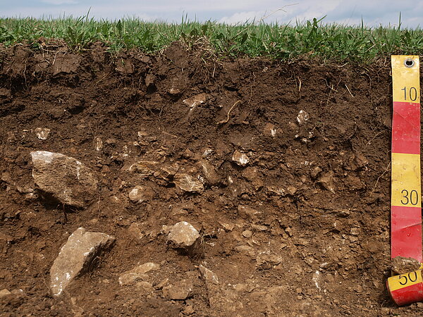 Bodenprofil Rendzina- Erde mit großen Steinen