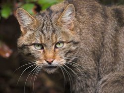 01_A_Wildkatze-Harald-Grunwald-702x527.jpg