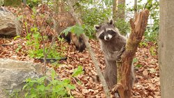 Waschbär in der Ausstellung "Natur auf der Spur"