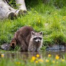 Forschungsprojekt zur Bedeutung der Prädation durch Waschbären auf seltene Arten in der Wetterau