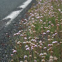 Grasnelken am Straßenrand