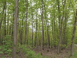 Wald mit Laubstreu