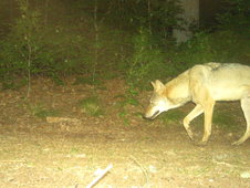 Wolfsaufnahme bei Nacht mit der Wildtierkamera