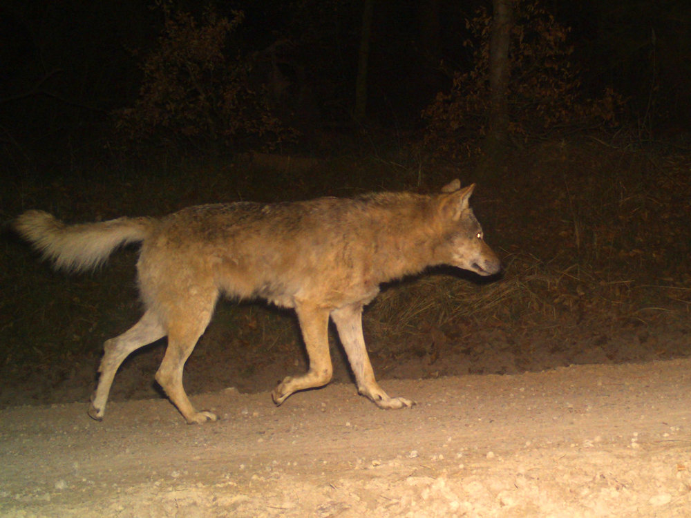 Aufnahme einer Wildtierkamera in Nordhessen