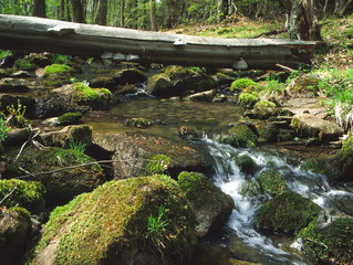 Mittelgebirgsbach mit Wassermoosen