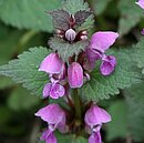 Ein Blütenstand der Gefleckten Taubnessel mit rosa-weißen Lippenblüten in  