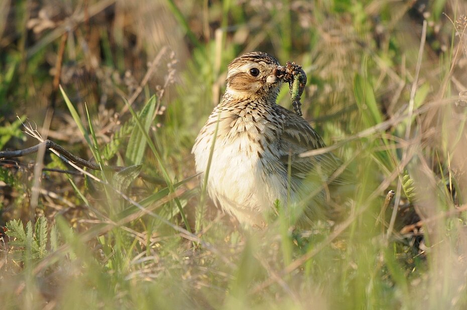 Heidelerche im Gras