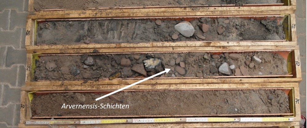 Kies und Sand der Arvernensis-Schichten in der 210 m tiefen Forschungsbohrung bei Babenhausen.