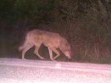 Wolfsaufnahme von Wildtierkamera