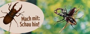 Hirschkaefer4_Herbert_Keilmann_1000.jpg