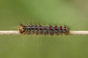 Waldschaeden_Fotolia_54449185_M__c__Eileen_Kumpf_Eichenprozessionsspinner_.jpg