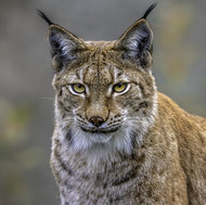 Luchs