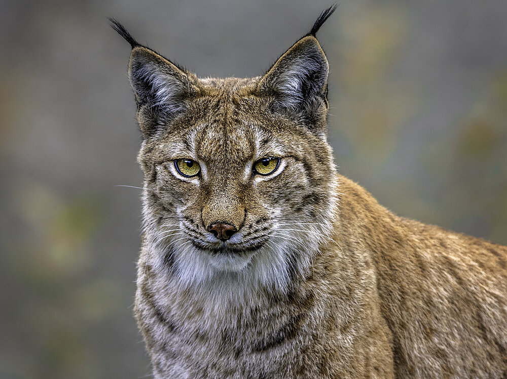 Luchs