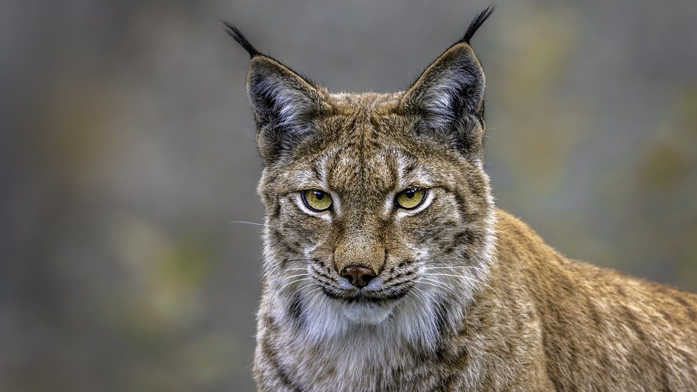 Luchs in Hessen Luchs