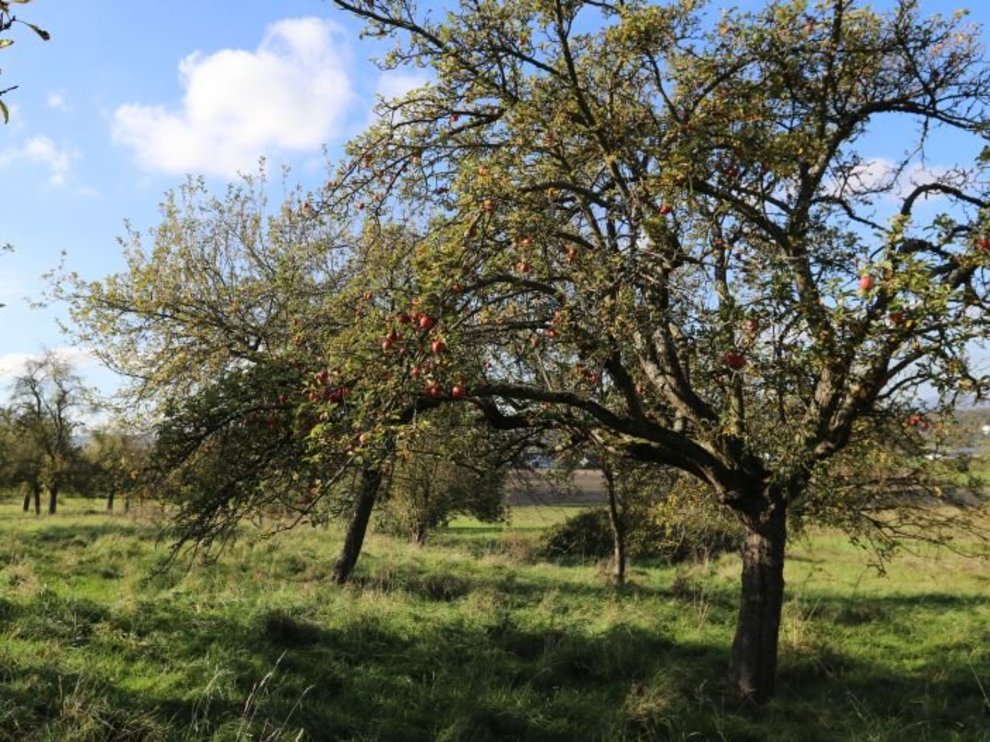Forscherinnen und Forscher der Justus-Liebig-Universität Gießen entwickeln ein Monitoringsystem, um Streuobstwiesen und ihre Veränderungen in Hessen effizient monitoren zu können C_Geske_2017_702x527.jpg