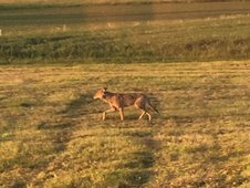 Wolf auf dem Feld