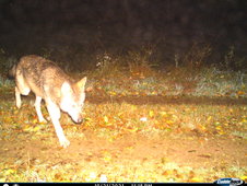 211021_Oestrich_Winkel_Rheingau-Taunus_Kreis_Wolf_.JPG