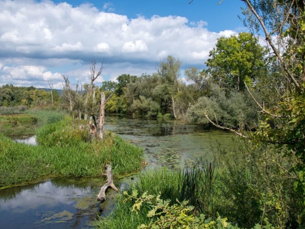 Auwald in Hessen AdobeStock_230090154_GmuenderAu_gpitfoto.jpg