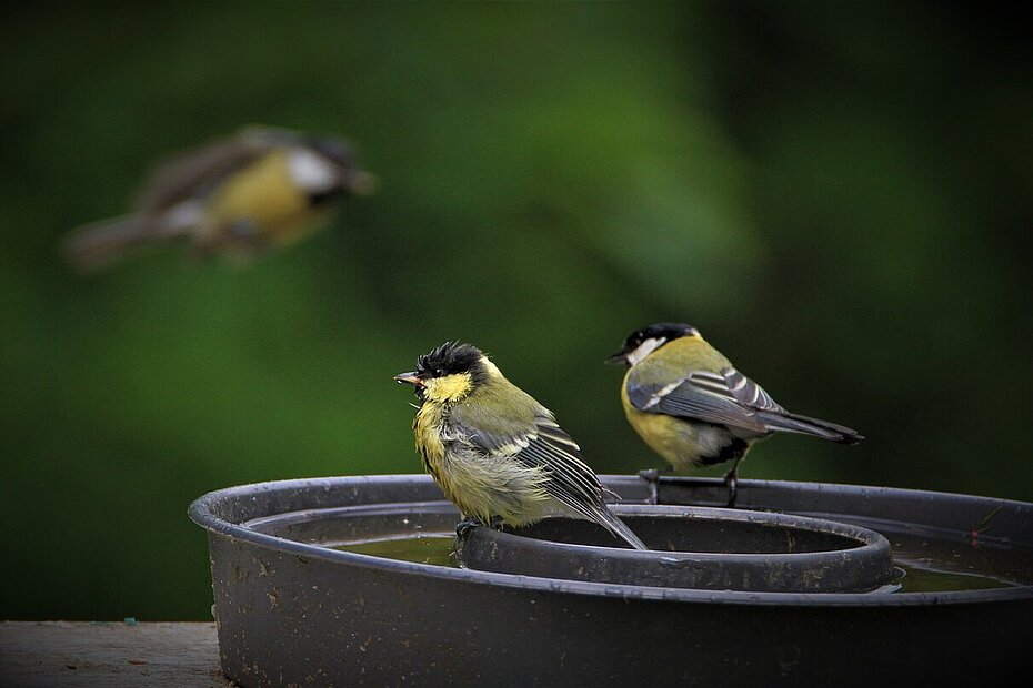 Kohlmeisen sitzen auf dem Rand einer Vogeltränke