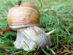 Weinbergschnecke (Helix pomatia) 