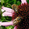 3-bienen_echinacae_100x100.png