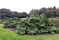 Chilenischer_Riesenrharbarber_AdobeStock_330119730_beres.jpg