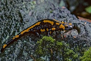 feuersalamander2_frank_leo_fokus_natur_klein.jpg