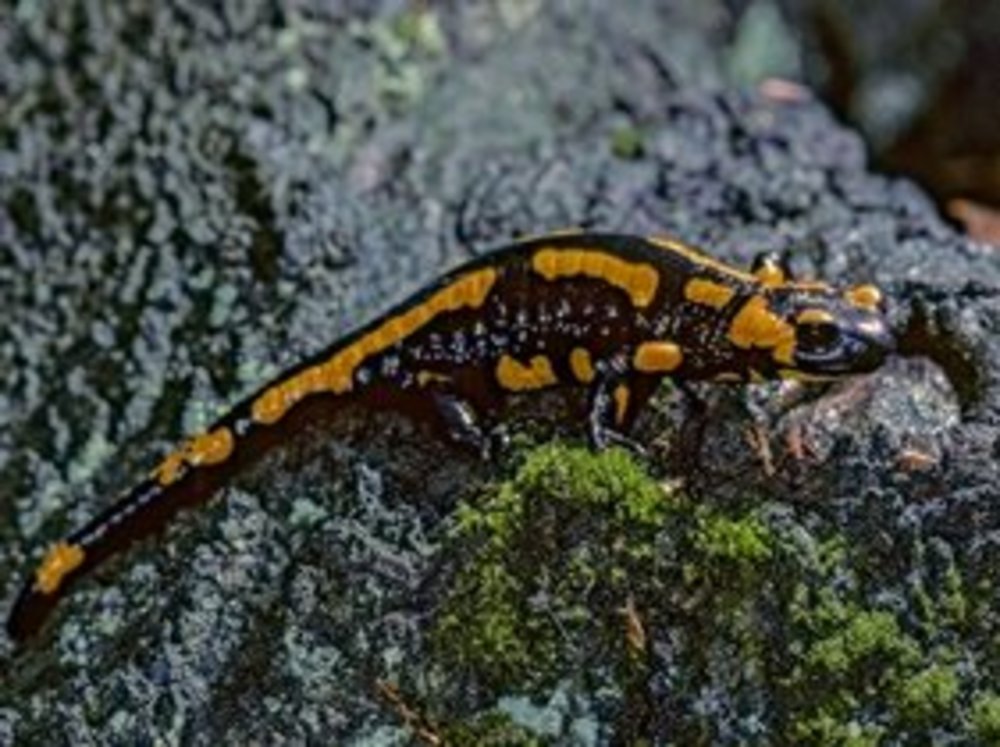 feuersalamander2_frank_leo_fokus_natur_klein.jpg