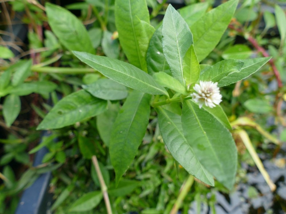 Alternanthera_philoxeroides.JPG