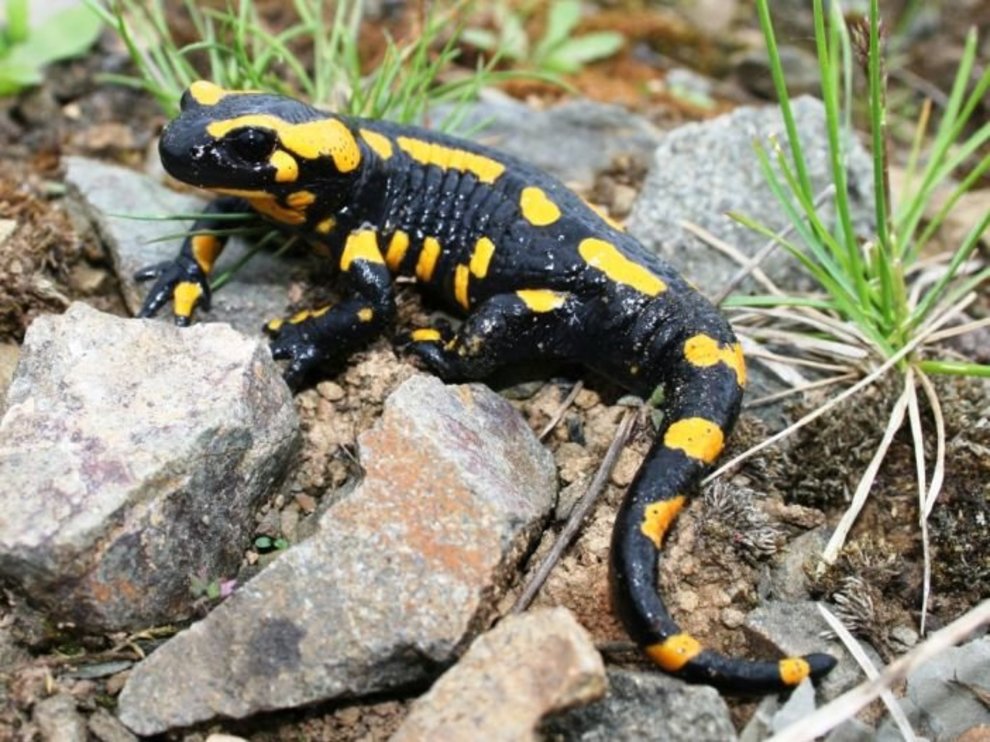 Mit seiner charakteristischen Gelbfärbung auf schwarzem Grund ist der Feuersalamander eine bekannte Amphibienart 01_B_Feuersalamander-Christian-Geske-702x527.jpg